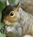 squirrel